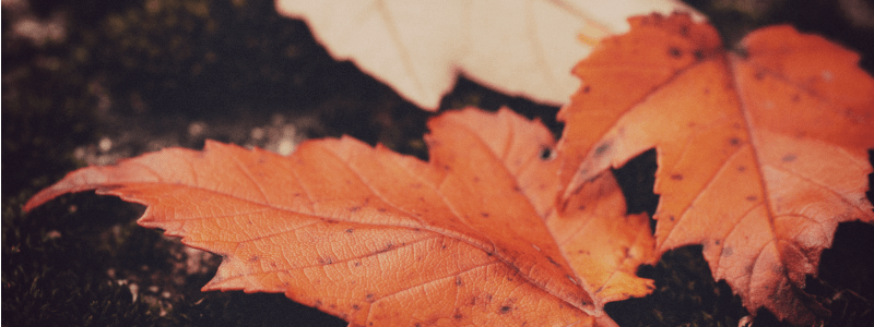 What’s Next for The Autumn&nbsp;Prince?