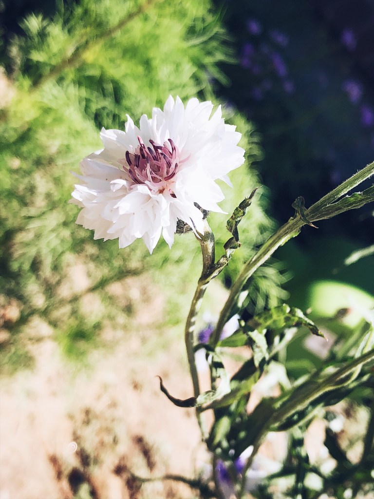 5a02ffb5-aac8-4111-828e-f646d57af770